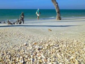 seashell beach florida seashell beach florida