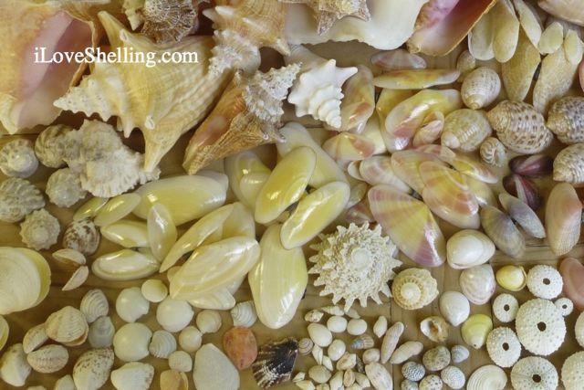 seashells turks and caicos