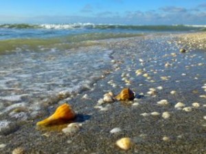 seashells on seashore