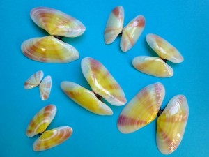 sunrise tellin seashells caicos sunrise tellin seashells caicos