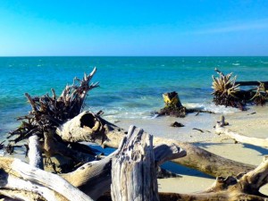 tree roots cayo costa florida cruise
