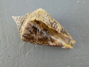 turks caicos cone conus turks caicos cone conus