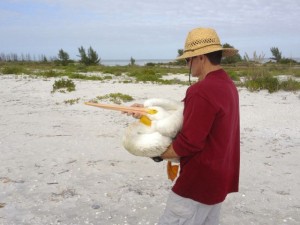 white pelican rescue