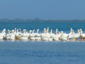 white pelicans captiva florida