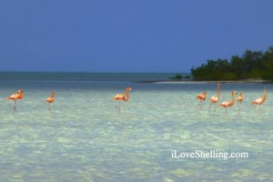 Flamingos caicos