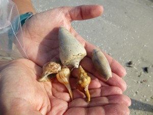 Sanibel six almost Sanibel six almost
