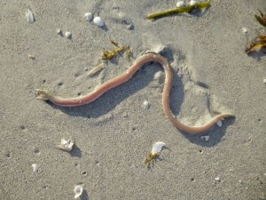 Sanibel eel Sanibel eel