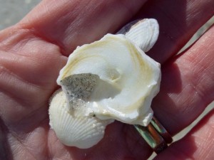 Xenophora conchyliophora florida Xenophora conchyliophora florida