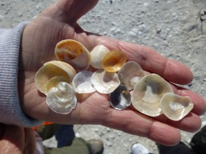 baby's foot jingle shells baby's foot jingle shells