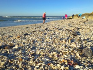 blind pass turner beach seashells blind pass turner beach seashells