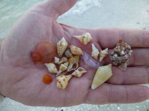 clark mini seashells clark mini seashells
