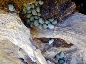 cloudy periwinkles cayo cloudy periwinkles cayo