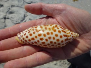 dave junonia