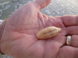 different lettered olive seashells different lettered olive seashells