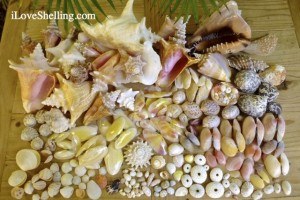 different seashells caicos iLS different seashells caicos iLS