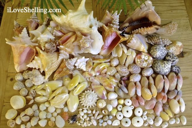 different seashells caicos iLS