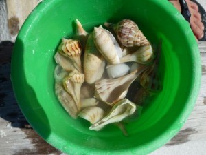 evan seashell bucket cayo evan seashell bucket cayo