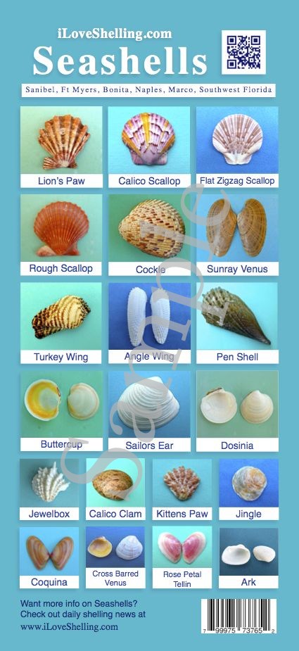 Seashells Identification Guide