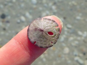 itty bitty sand dollar