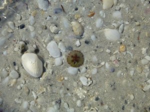 juvenile sand dollar