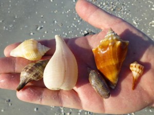 ken seashells sanibel