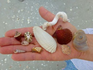 linda angel wing shells linda angel wing shells