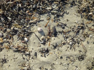 mini seashells cyber shelling mini seashells cyber shelling
