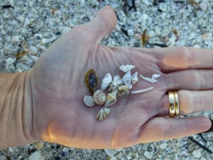 mini shells pam palm mini shells pam palm