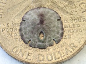 one sand dollar piece