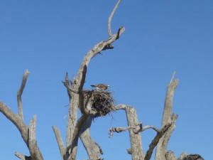 osprey nest cayo costa osprey nest cayo costa