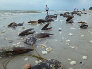 pen shells wash sanibel pen shells wash sanibel