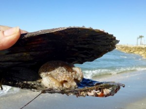 pigmy octopus penn shell