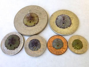 sand dollar dime quarter