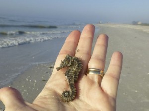 sanibel sea horse beach sanibel sea horse beach