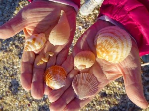 sanibel seashells fig flat worm sanibel seashells fig flat worm