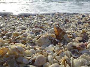 sea shells foam florida