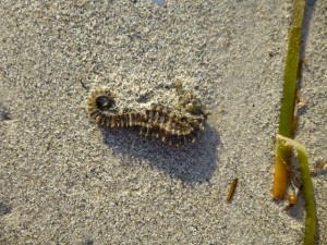 seahorse in sand seahorse in sand