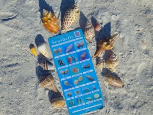seashell beach guide seashell beach guide
