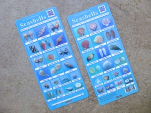 seashell identify field guide seashell identify field guide