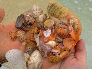 seashells bling crab bag seashells bling crab bag