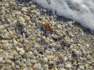 seashells sea foam florida