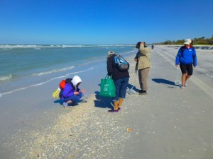 shellers cayo costa shellers cayo costa