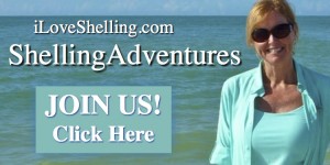 shelling trips by pam seashell shelling adventures pam