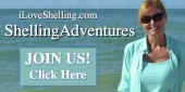 Seashell Shelling Trips