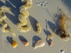 shells with egg cases shells with egg cases