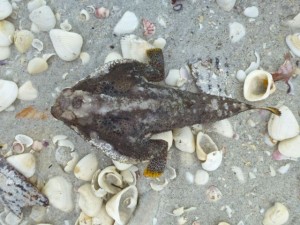 shortnose batfish shortnose batfish