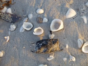 skate egg case shark eye skate egg case shark eye