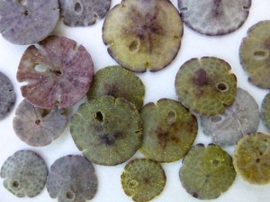 small sand dollar colors