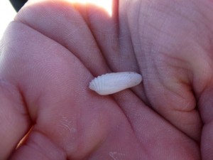 tiny doulbe false angel wings tiny doulbe false angel wings