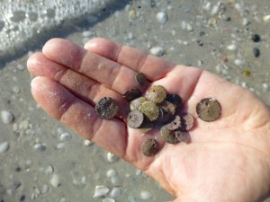 tiny sand dollars